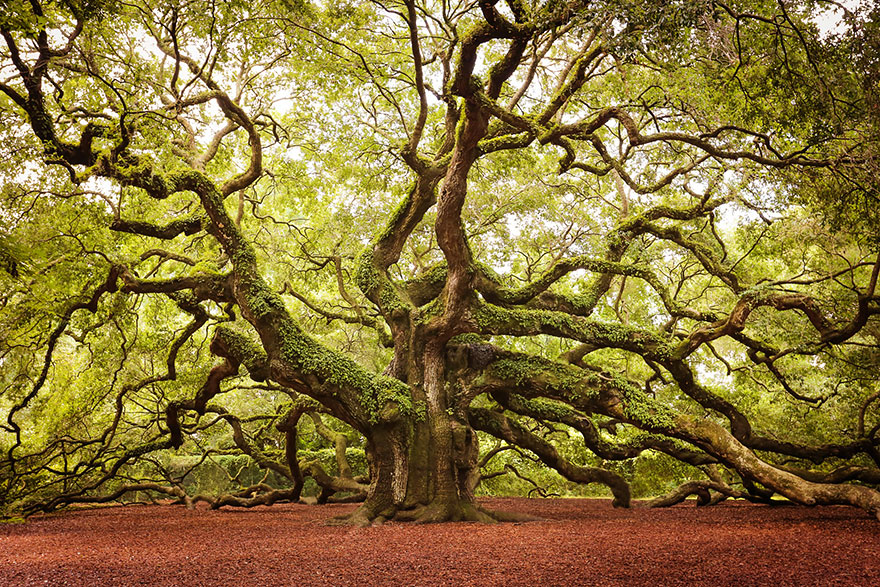 How to attune to plants and trees